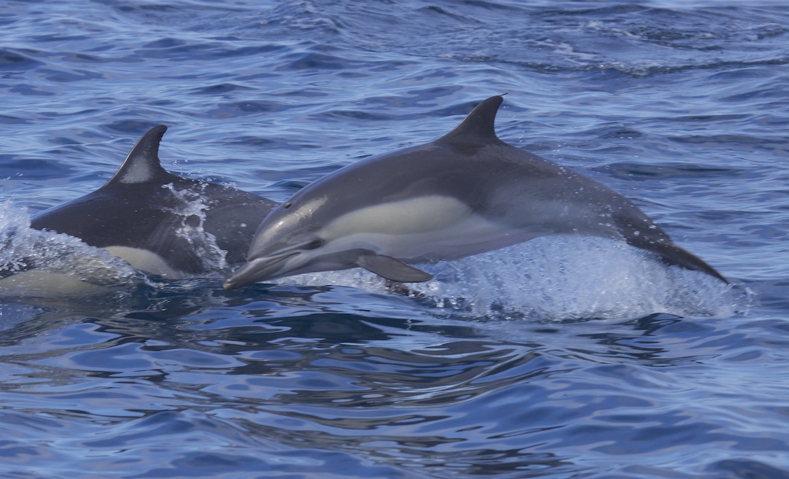 File:Short-beaked Common Dolphin (Delphinus delphis) (14825276609).jpg