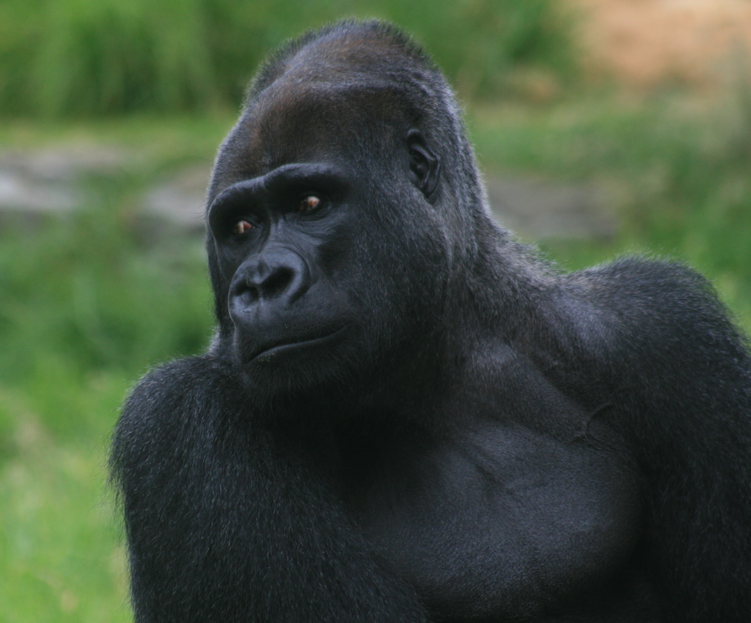 Male silverback gorilla