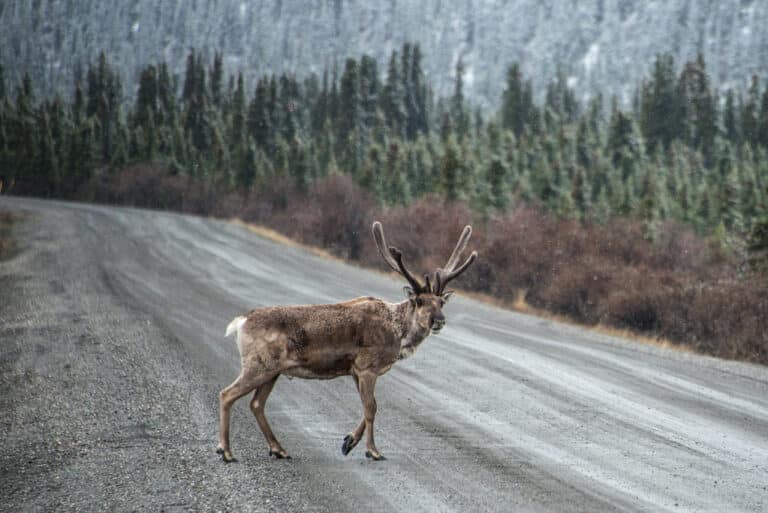 Caribou