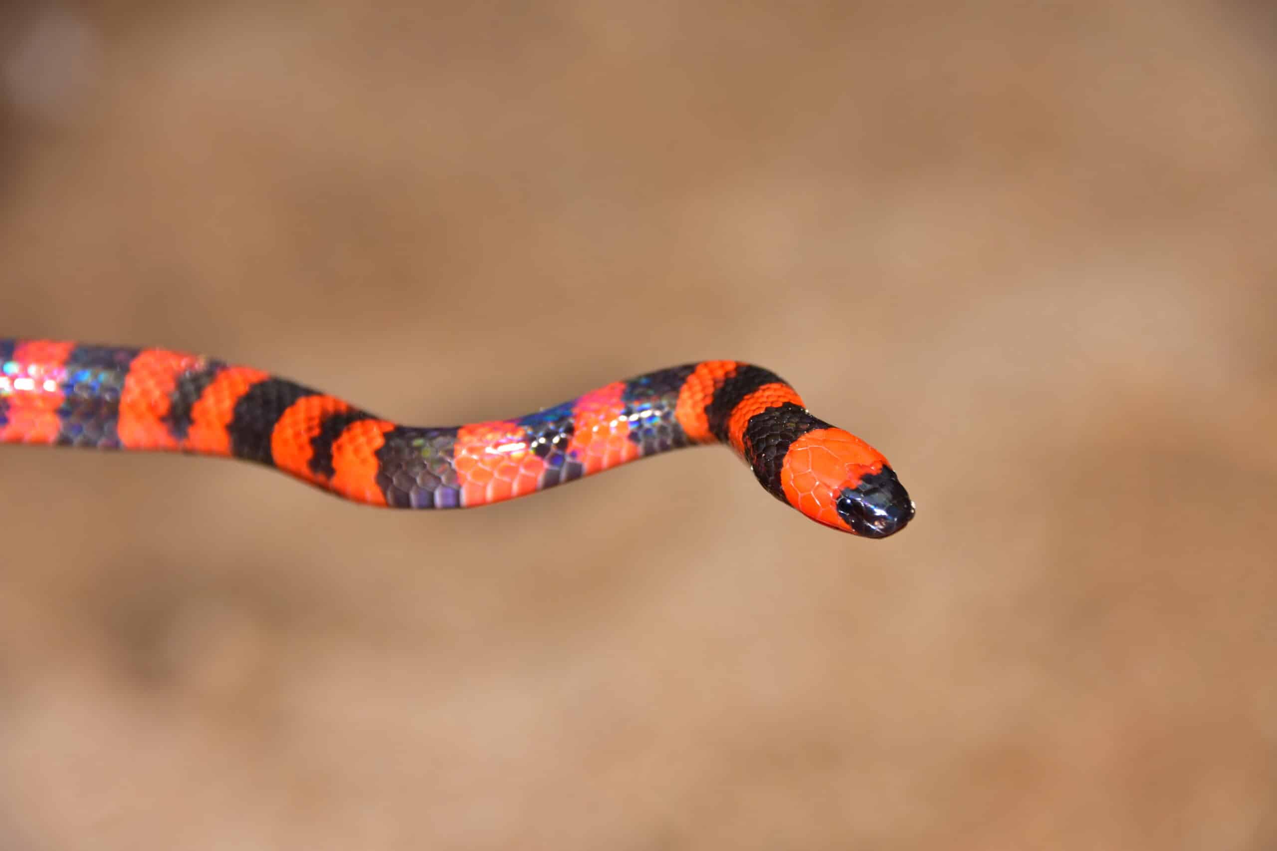 Roatan Coral Snake (Micrurus ruatanus) Roatan Coral Snake (Micrurus ruatanus)