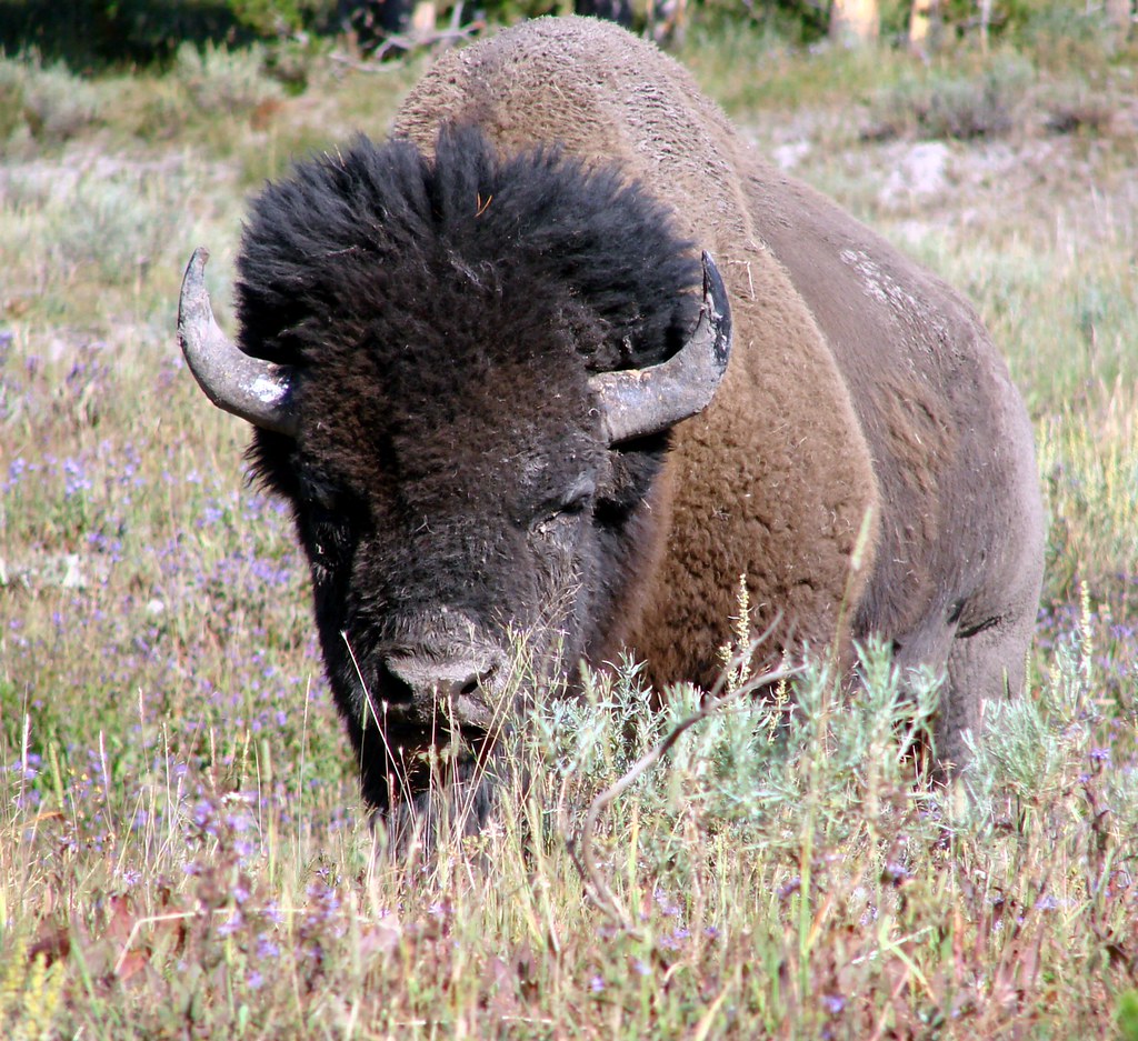 Wise Old Bison, Yellowstone, 2011