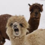 Two alpacas stand on snow-covered ground, one with its mouth open, the other looking straight ahead. Both have thick wool coats.