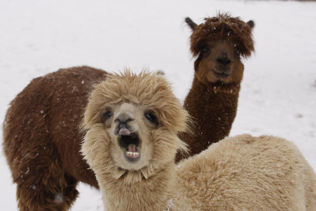 Two alpacas stand on snow-covered ground, one with its mouth open, the other looking straight ahead. Both have thick wool coats.