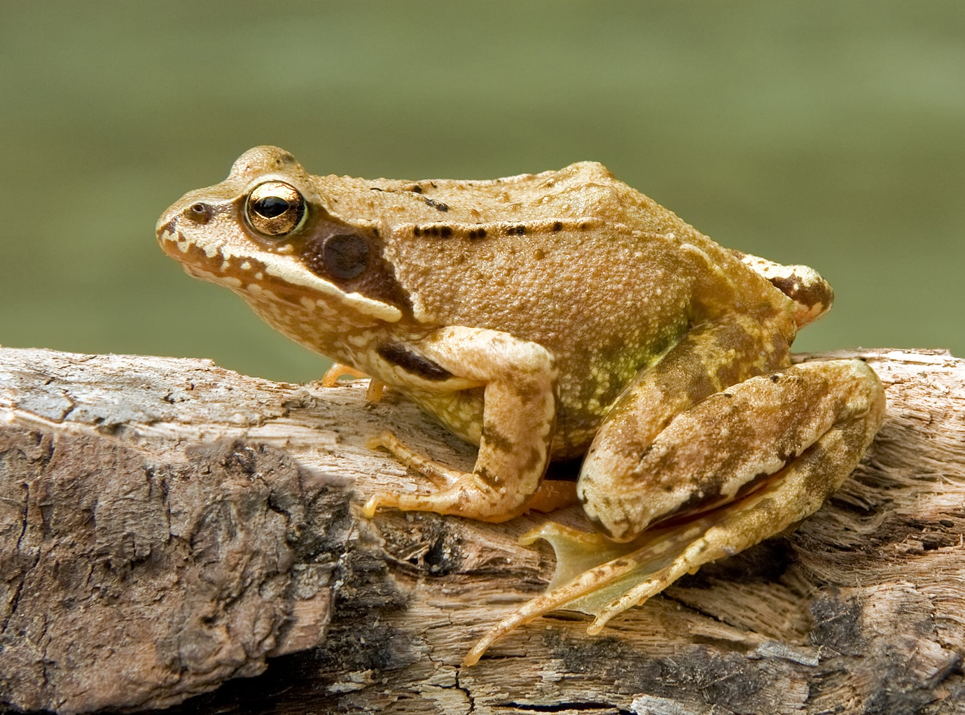 File:European Common Frog Rana temporaria (cropped).jpg