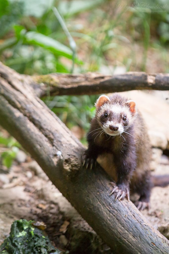 Ferret Ferret