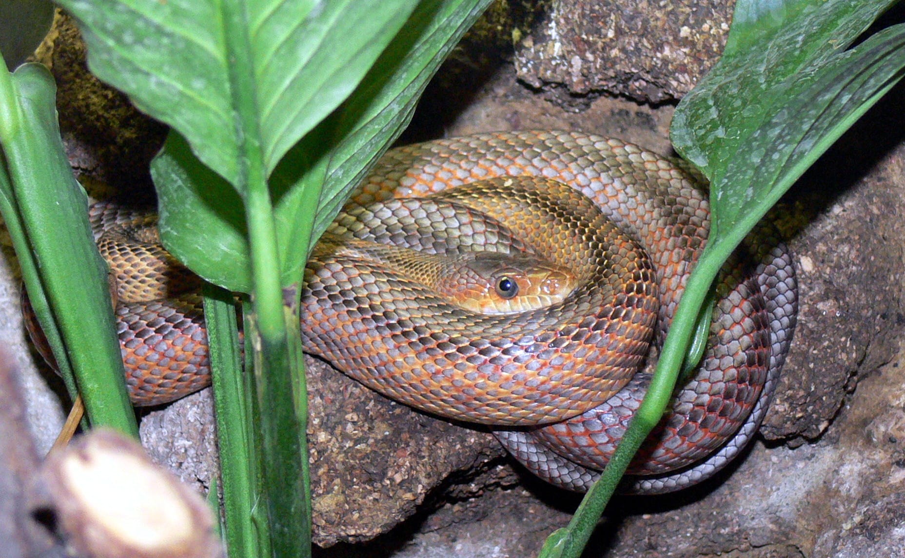 File:Elaphe bairdi 2.jpg File:Elaphe bairdi 2.jpg