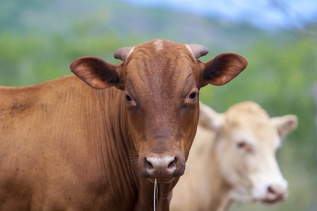 cow cow