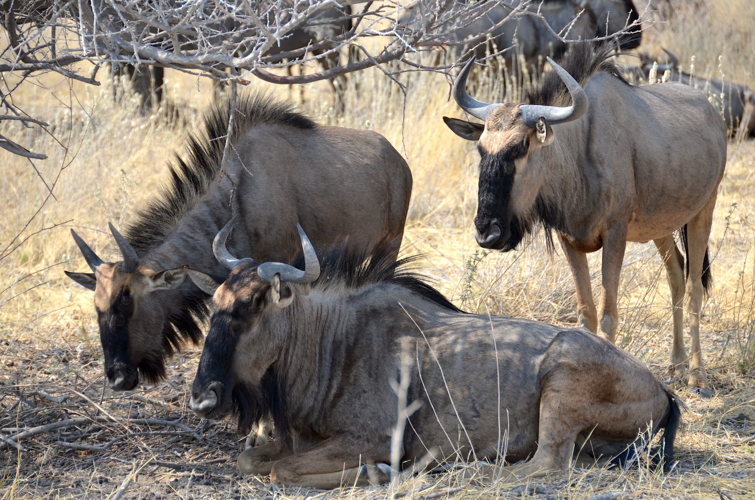 Blue wildebeest at Etosha National Park