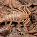 Arachnida, Scorpiones, F Vaejovidae, Pseudouroctonus or Serradigitus?? (3406423112)