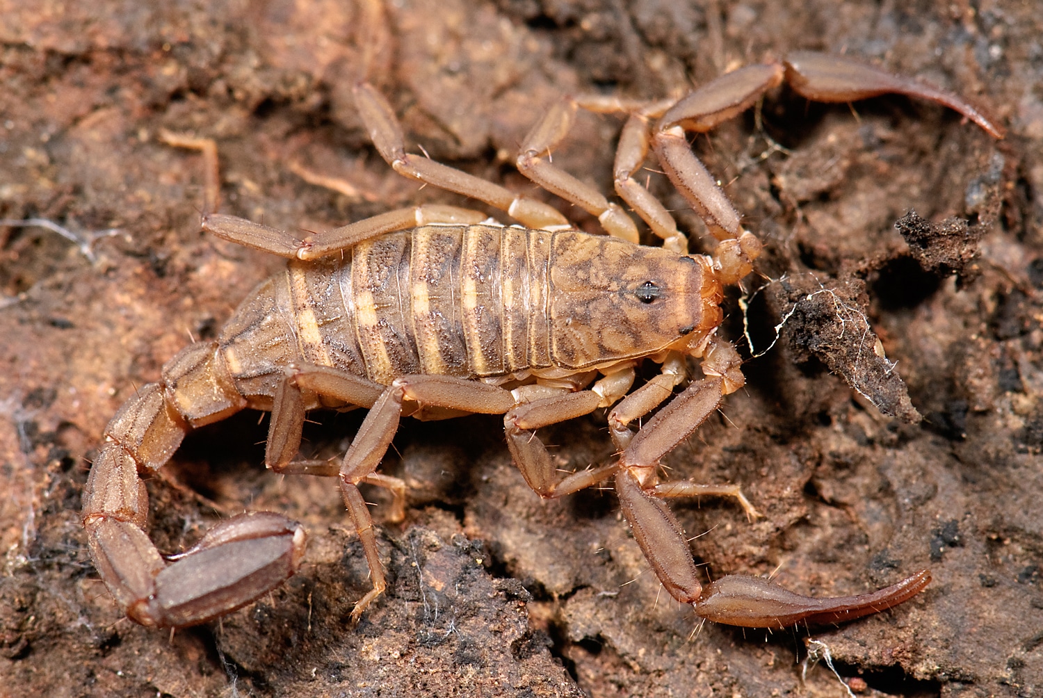 Arachnida, Scorpiones, F Vaejovidae, Pseudouroctonus or Serradigitus?? (3406423112)