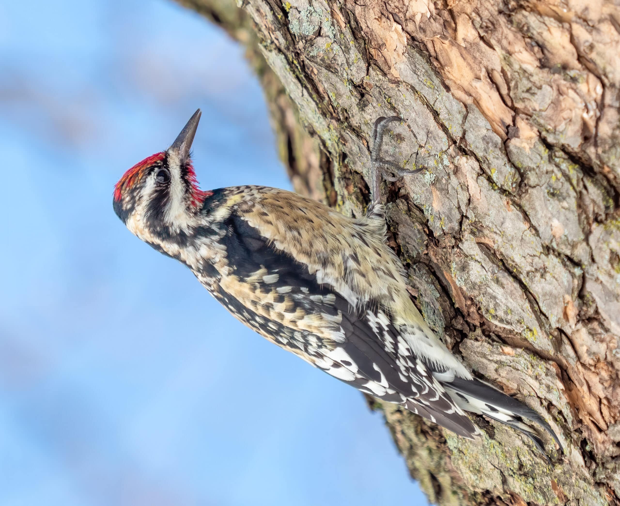 Yellow Bellied Sapsucker