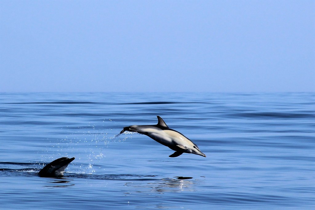 Dauphins commun / Common dolphin (Delphinus delphis)