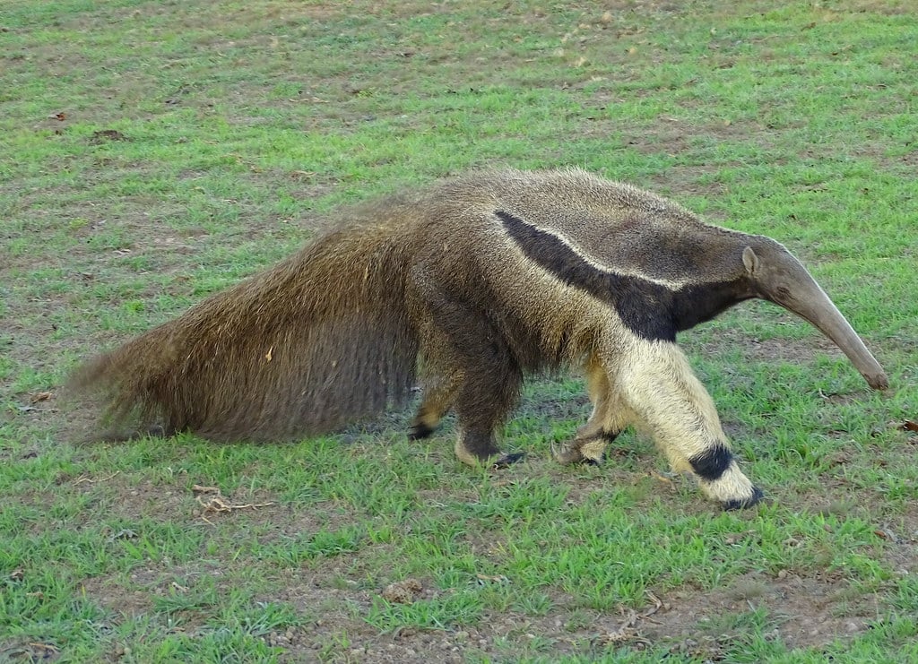 Oso Hormiguero [Giant anteater] (Myrmecophaga tridactyla)