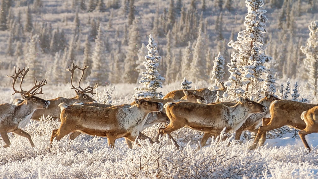 Stream of caribou (Explored)