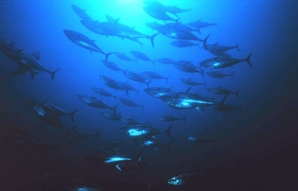 School of tuna