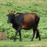 Zebu