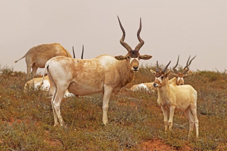 Addax (Addax nasomaculatus) adult male and juvenile Addax