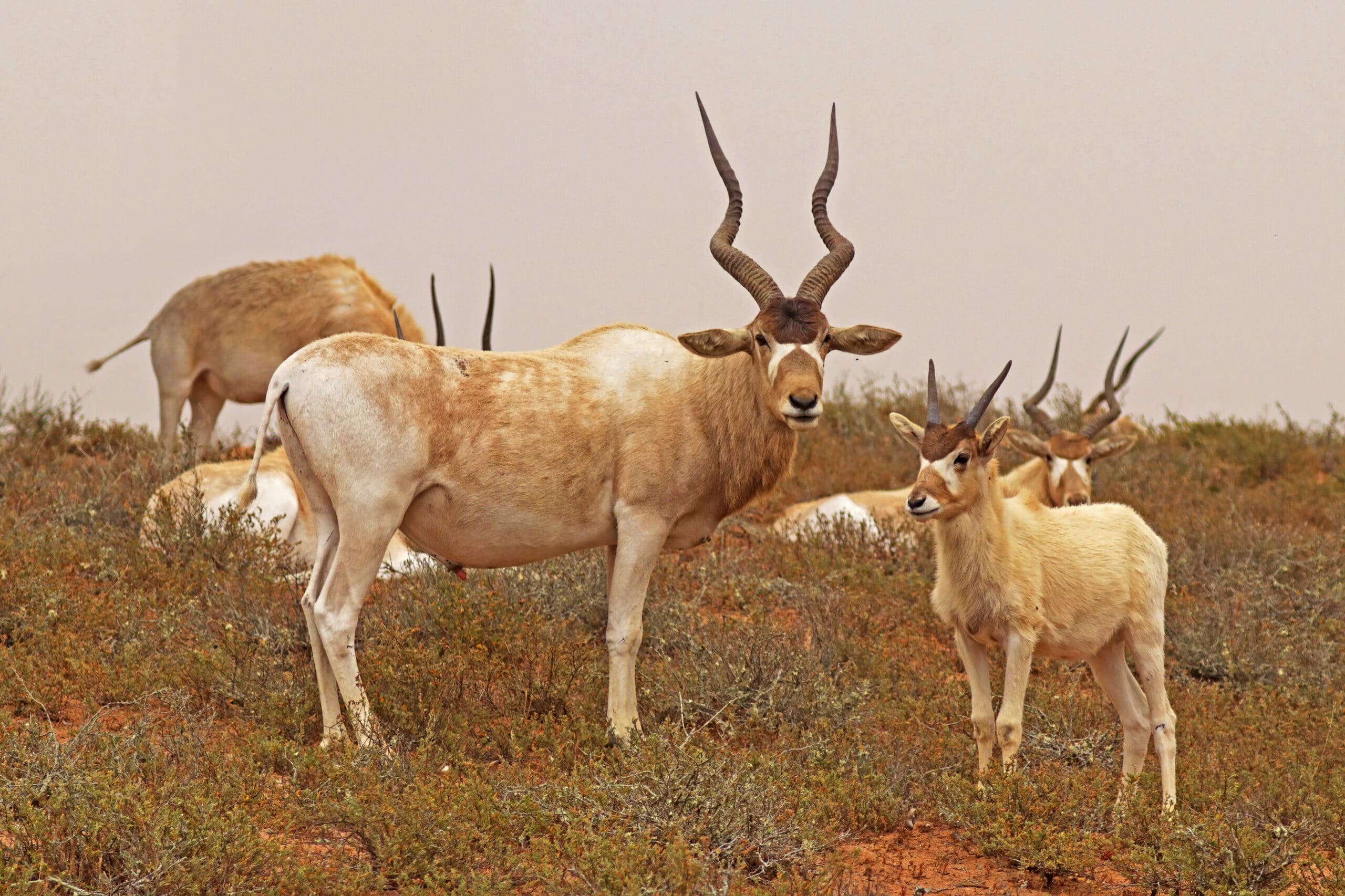 Addax (Addax nasomaculatus) adult male and juvenile  Addax