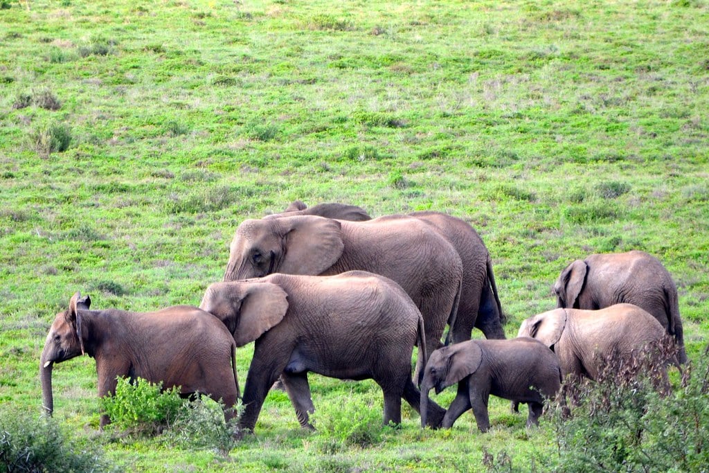 Elephant family
