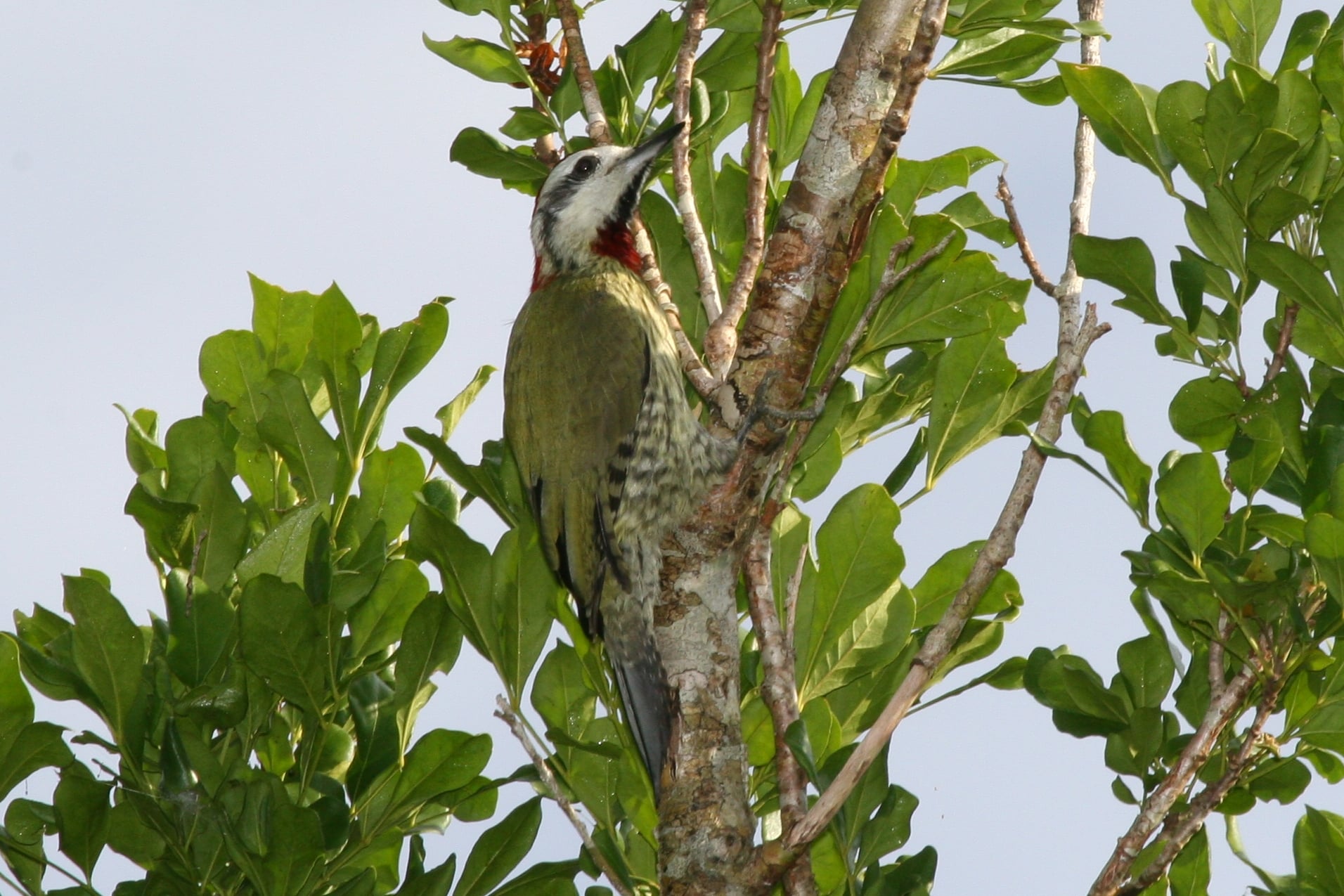 File:Cuban Green Woodpecker (Xiphidiopicus percussus).jpg File:Cuban Green Woodpecker (Xiphidiopicus percussus).jpg