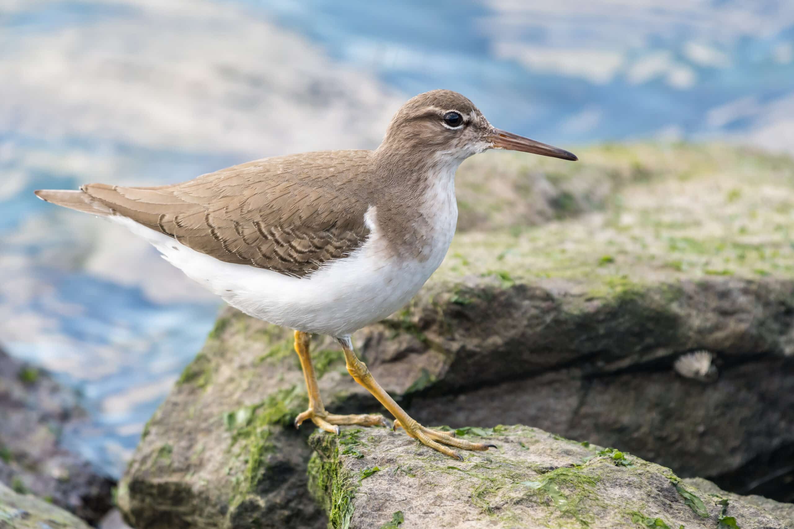 Sandpiper