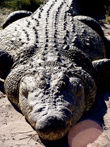 Nile Crocodile Nile Crocodile