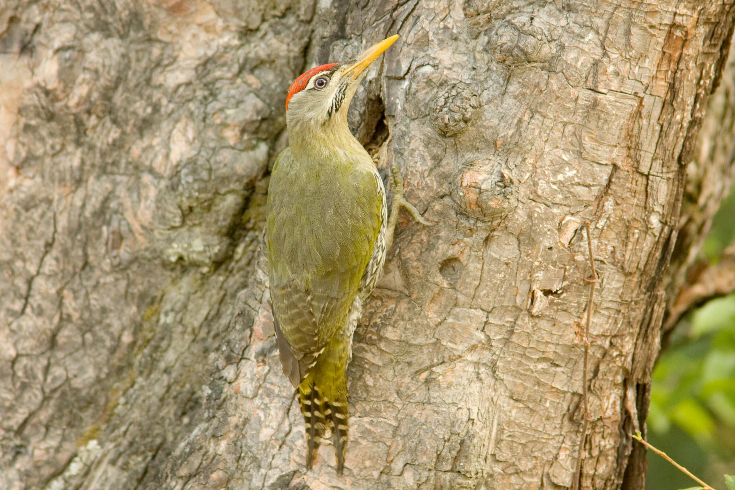 Scaly-bellied Woodpecker Scaly-bellied Woodpecker