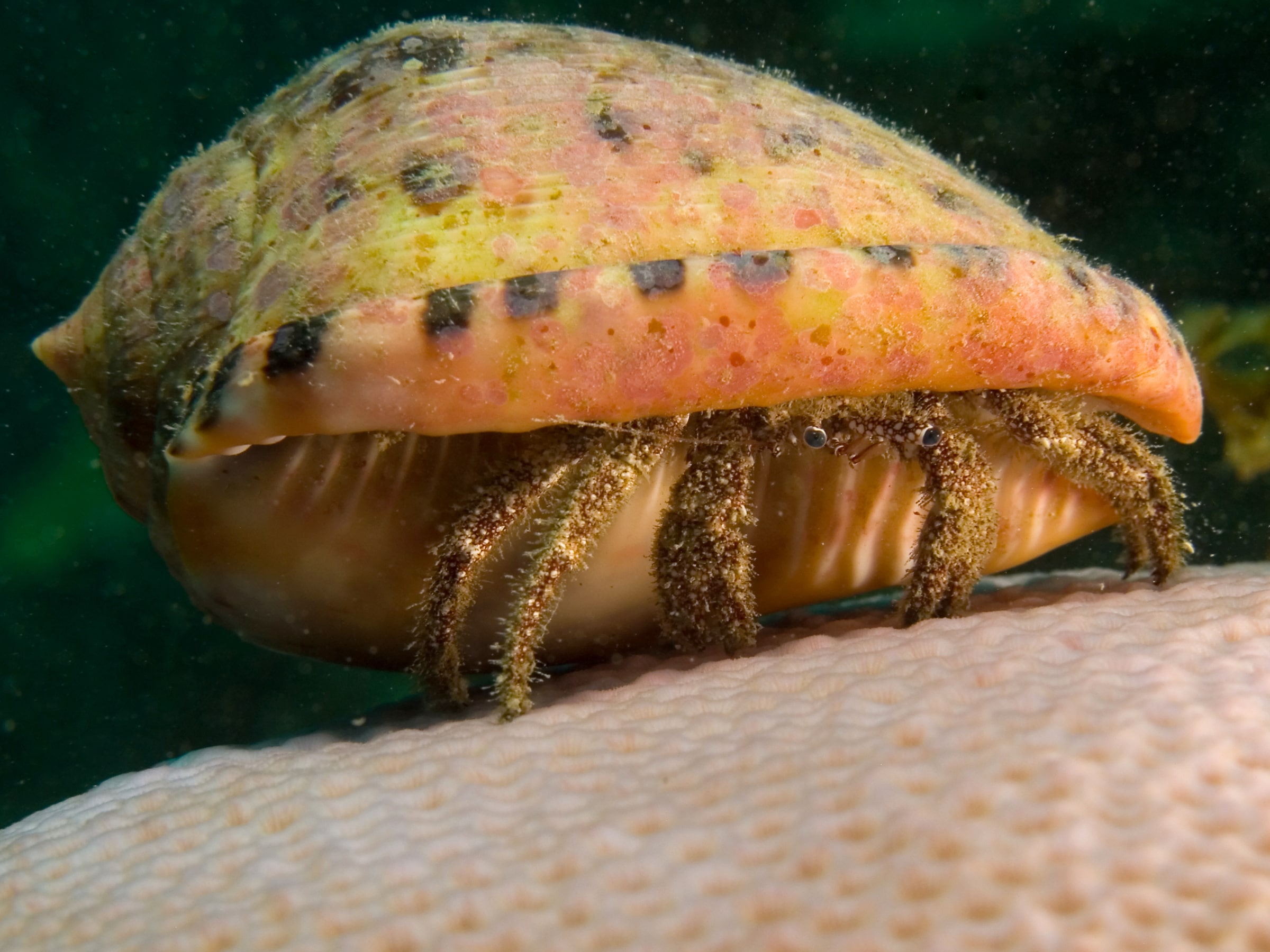 Paguristes punticeps (White Speckled Hermit Crab)