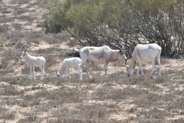 Addax nasomaculatus 290501482