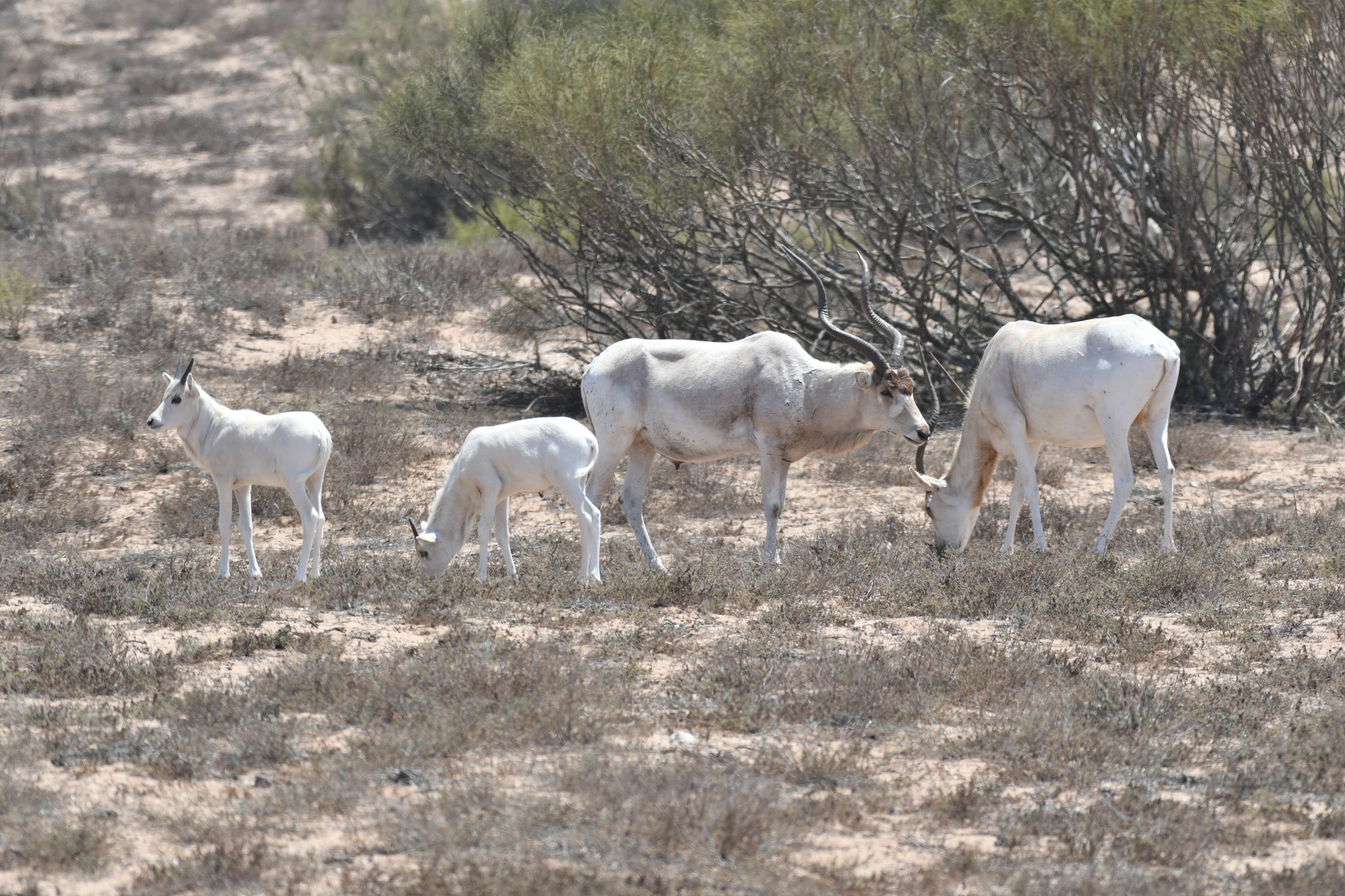Addax nasomaculatus 290501482