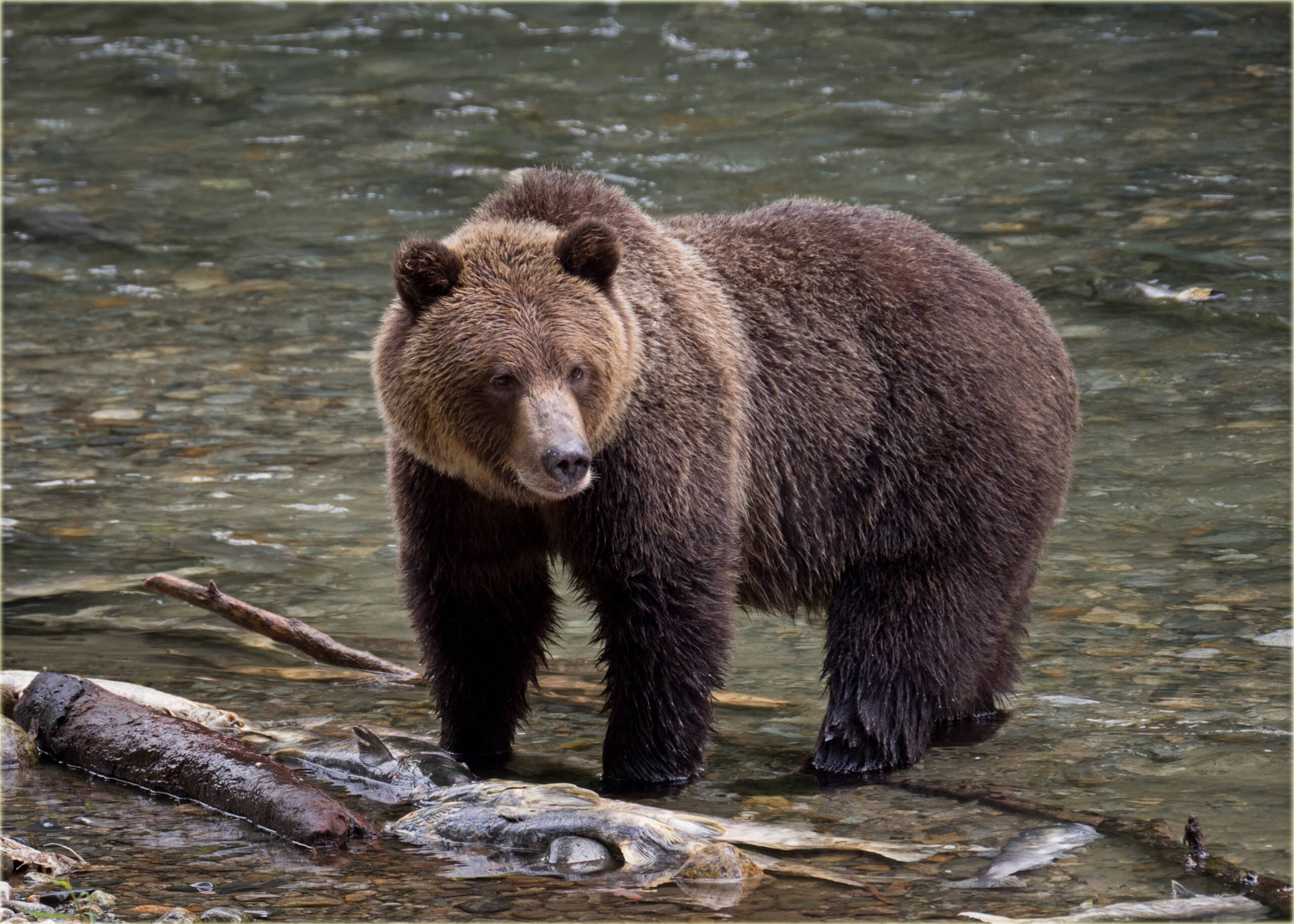 Adult grizzly bear, Bute Inlet Adult grizzly bear, Bute Inlet