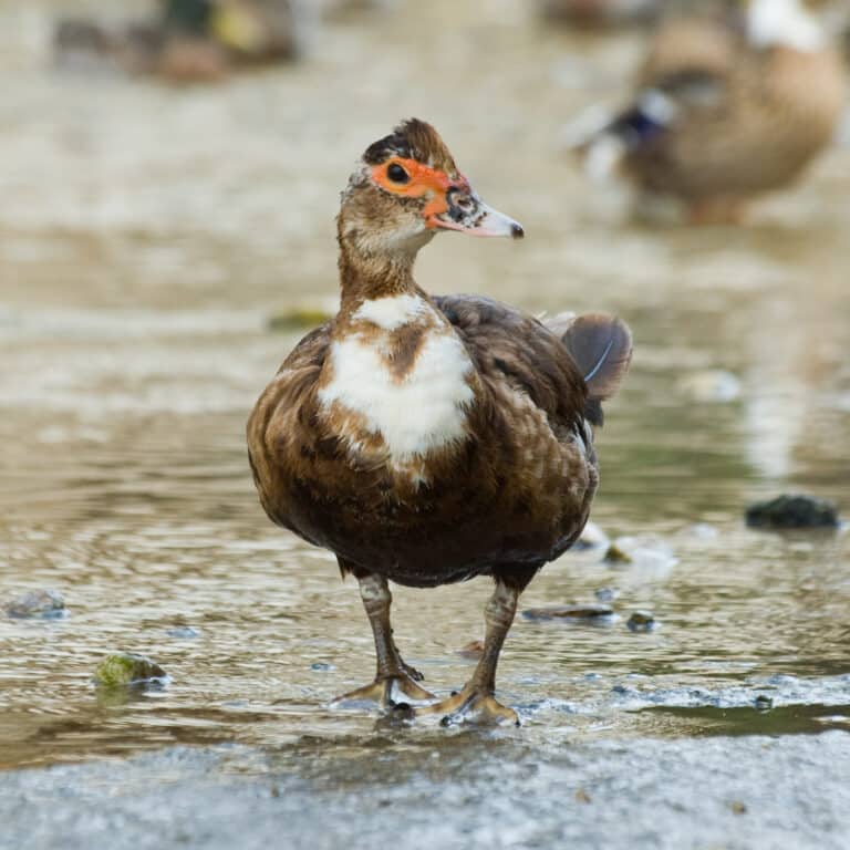 File:Muscovy Duck – Cairina moschata 2.jpg