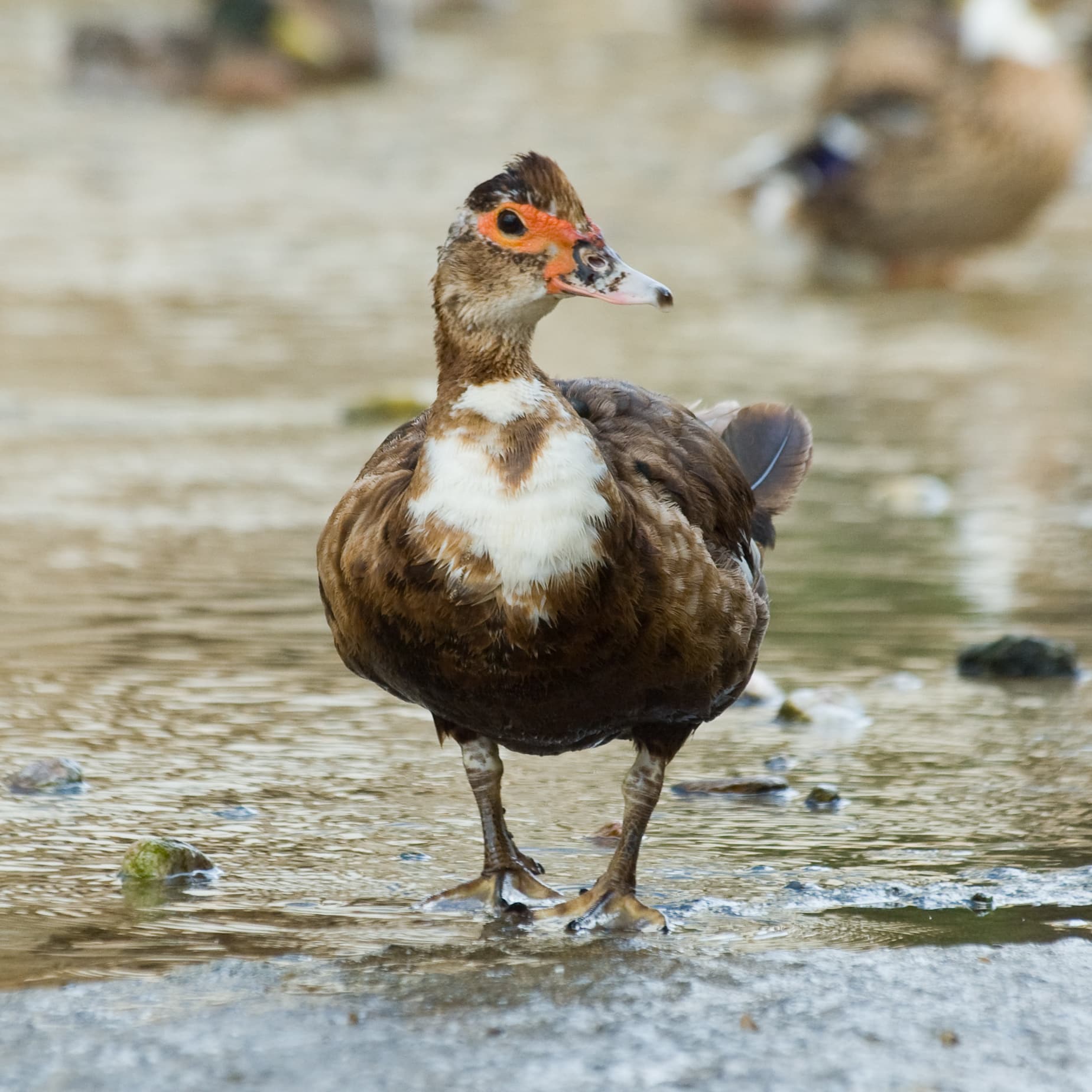 File:Muscovy Duck – Cairina moschata 2.jpg