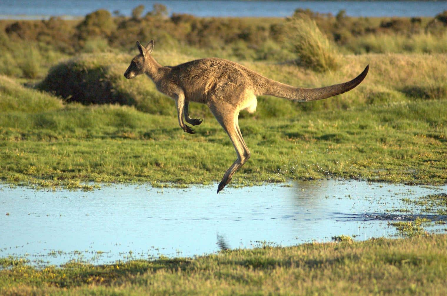 Kangaroo