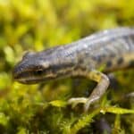 File:Common Newt – Triturus vulgaris (8475532697).jpg