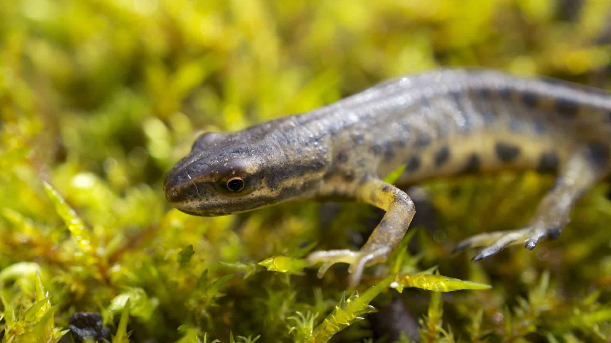 File:Common Newt – Triturus vulgaris (8475532697).jpg