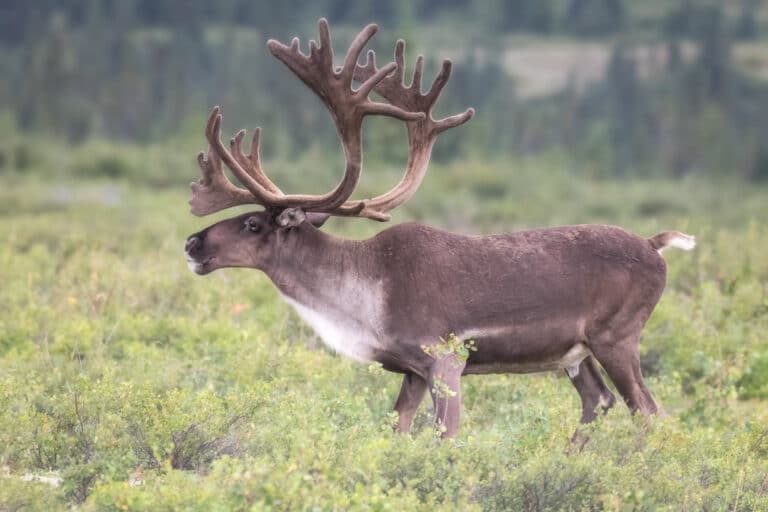 Bull caribou on a misty day