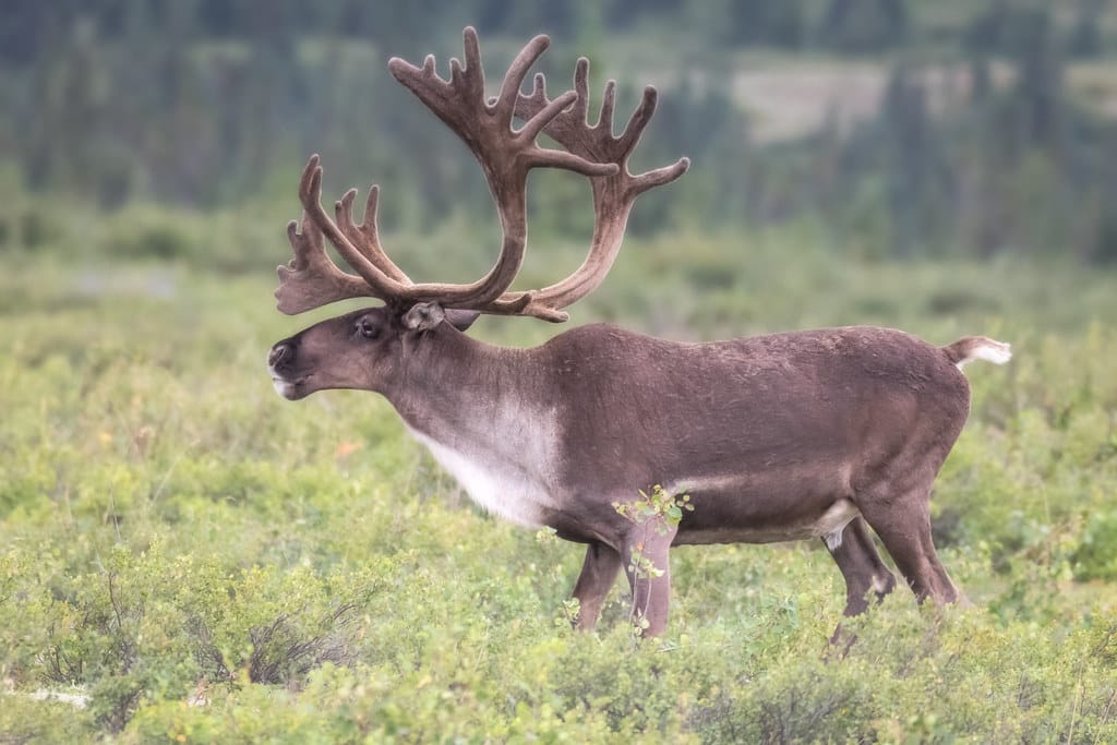 Bull caribou on a misty day