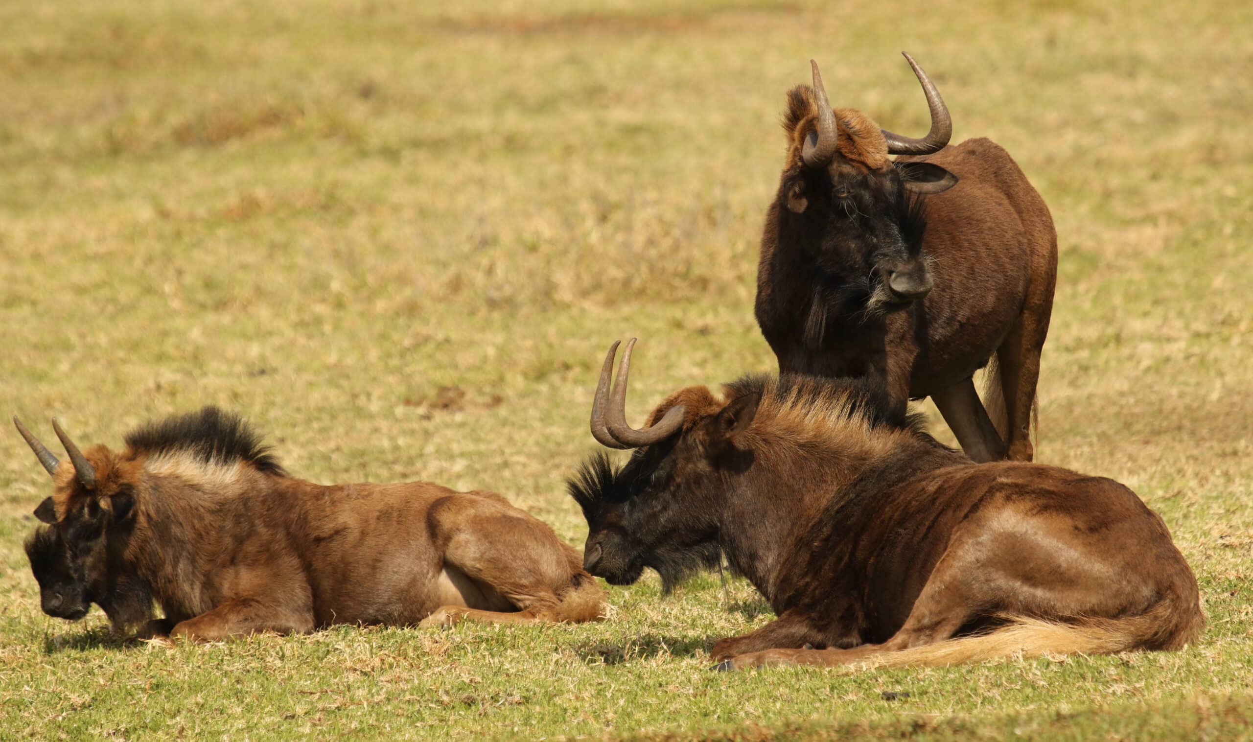 Black wildebeest, or white-tailed gnu, Connochaetes gnou at Krugersdorp Game Reserve, Gauteng, South Africa (27205016790)