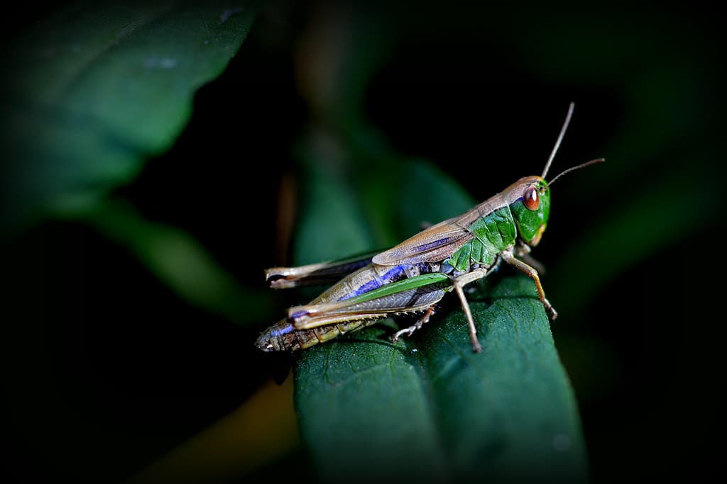 Colourful cricket Colourful cricket