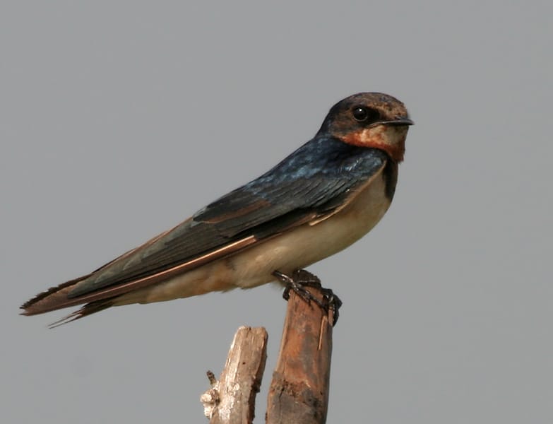 File:Barn Swallow (Hirundo rustica) in AP W IMG 3870.jpg