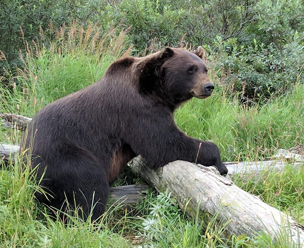 Brown Bear in Alaska Brown Bear in Alaska