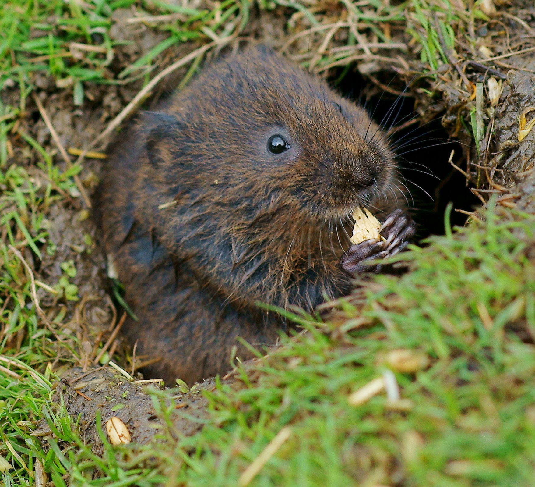 Vole