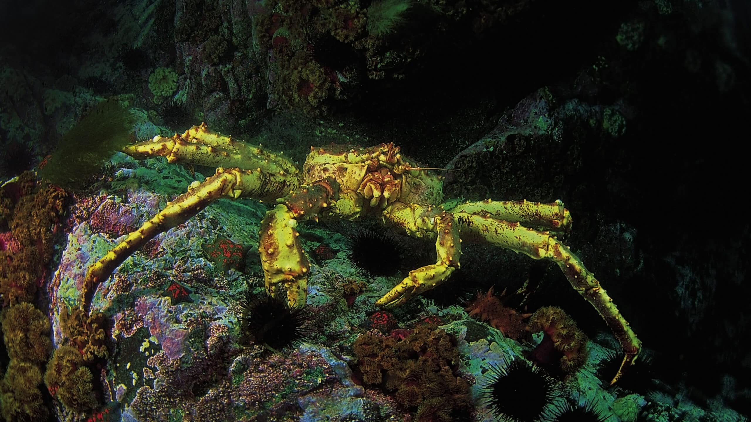 King Crab