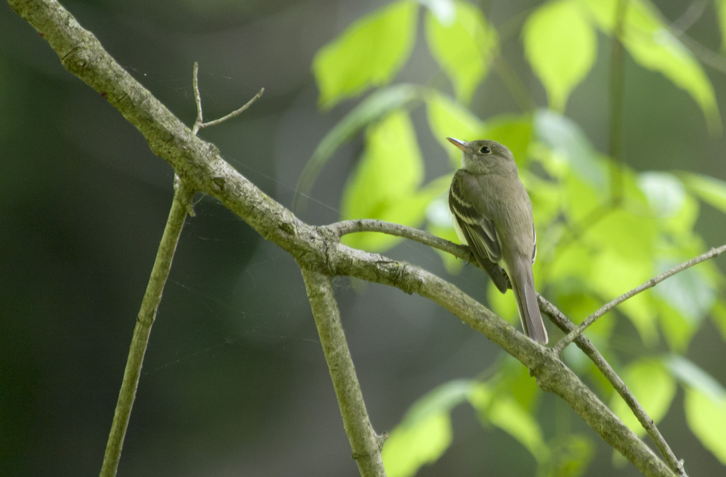 Acadian flycatcher (27309515095) Acadian flycatcher (27309515095)