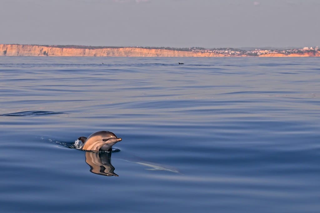 Delphinus delphis