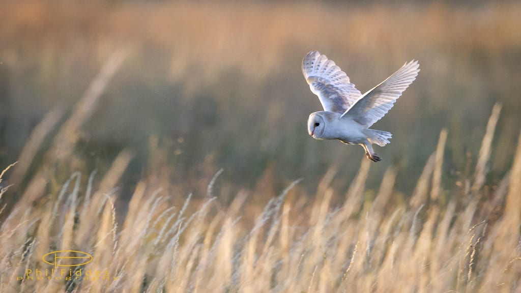 Tyto Alba-0850