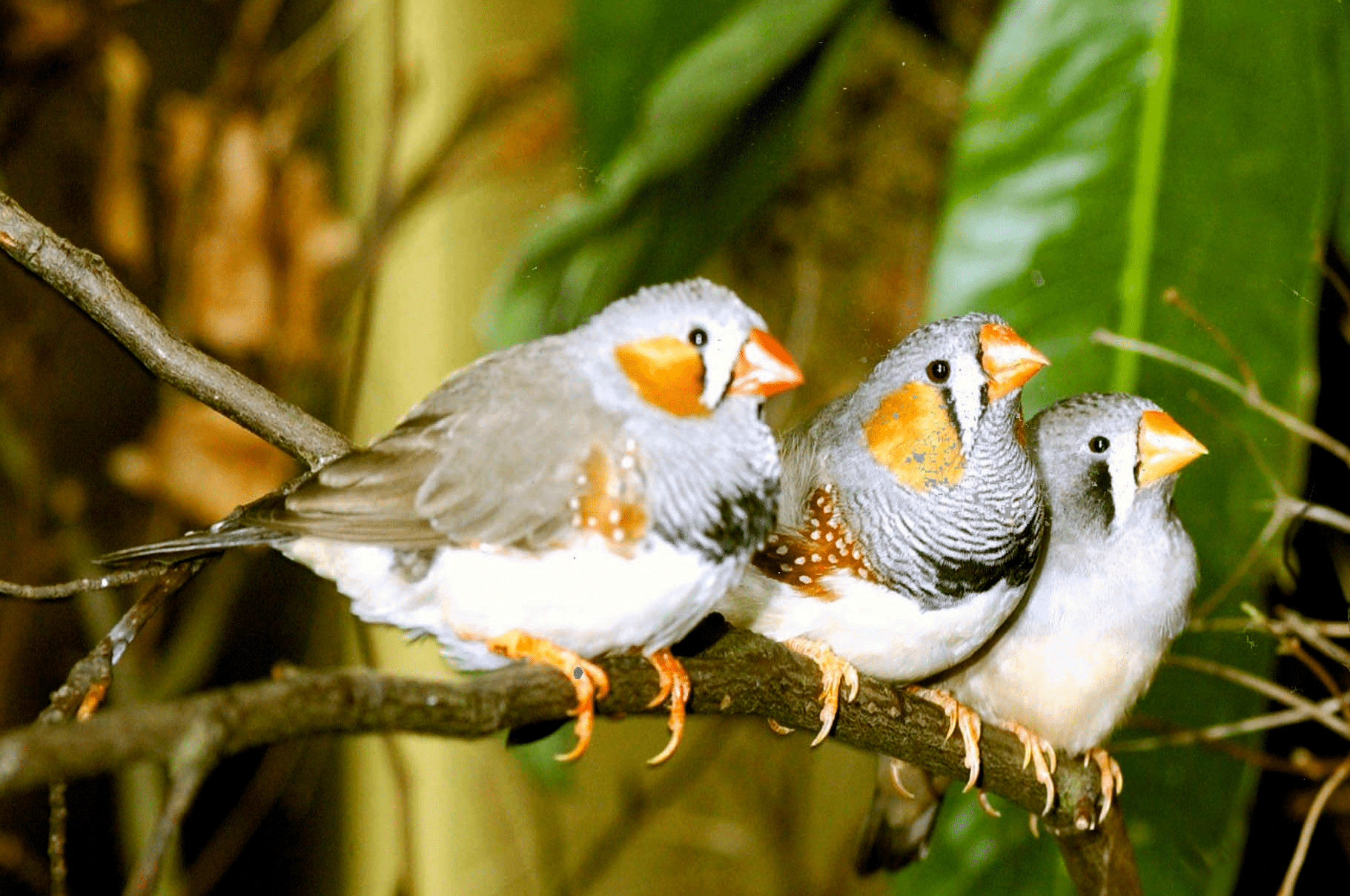 Zebra finch group