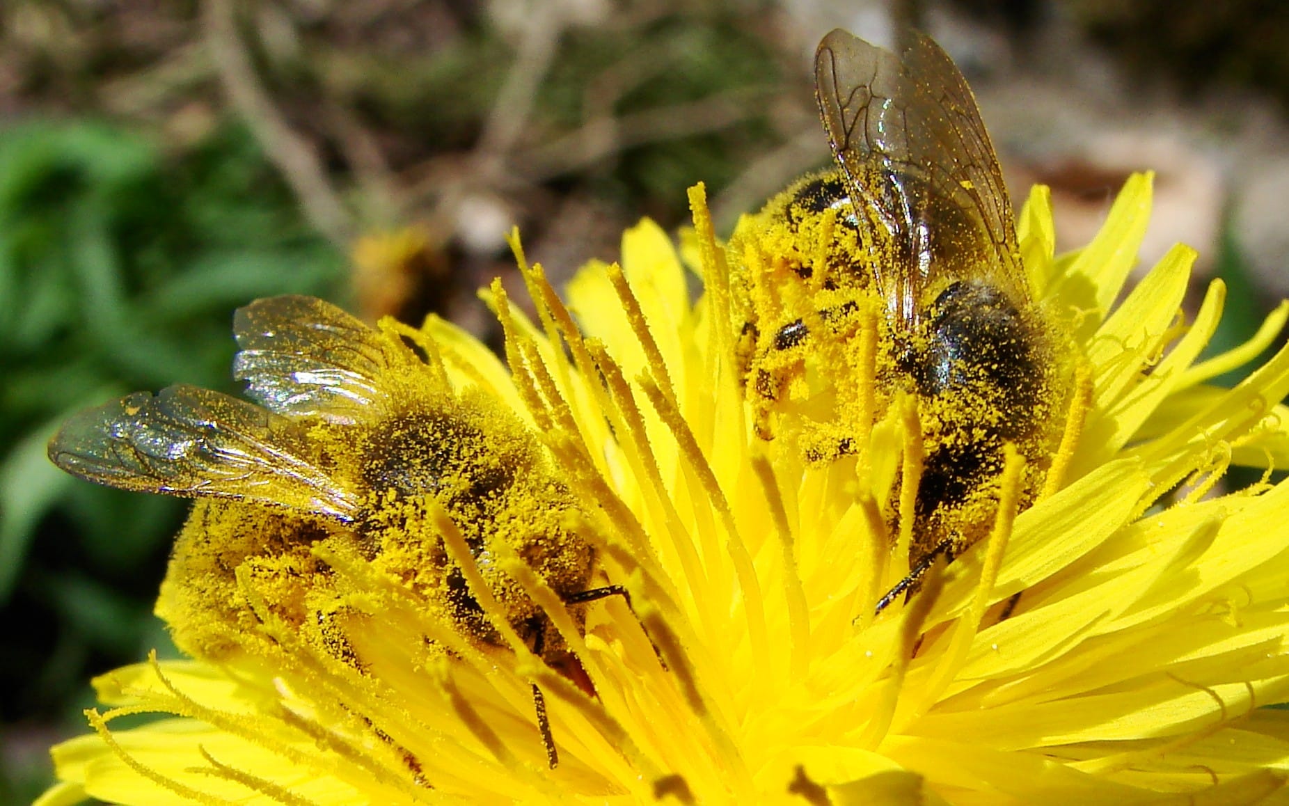 2 Apis mellifera polination dandelion 2 Apis mellifera polination dandelion