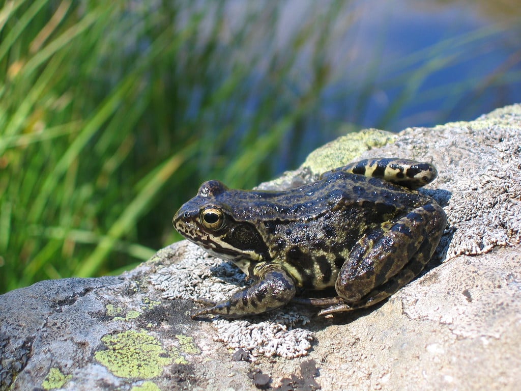 Rana temporaria ssp. (Pyrénées Orientales 66)